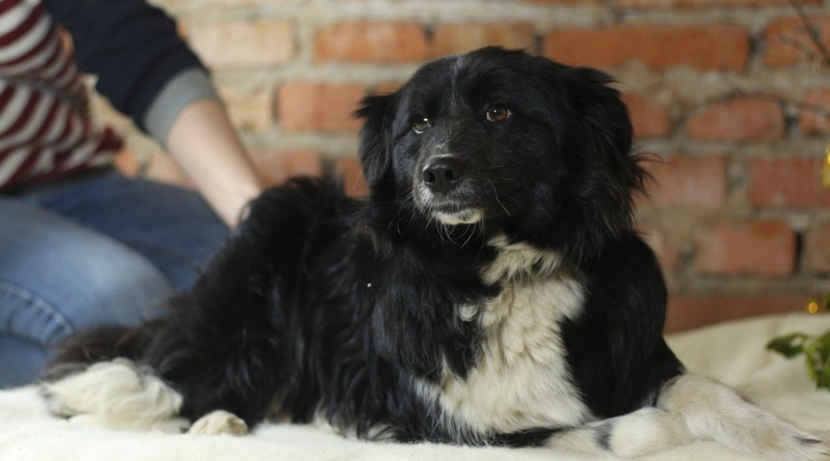 Chiens à adopter